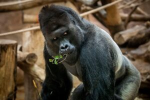 Could 100 Men Take on a Gorilla? Scientists, the Entire Internet and of Course Black Twitter Have Answers