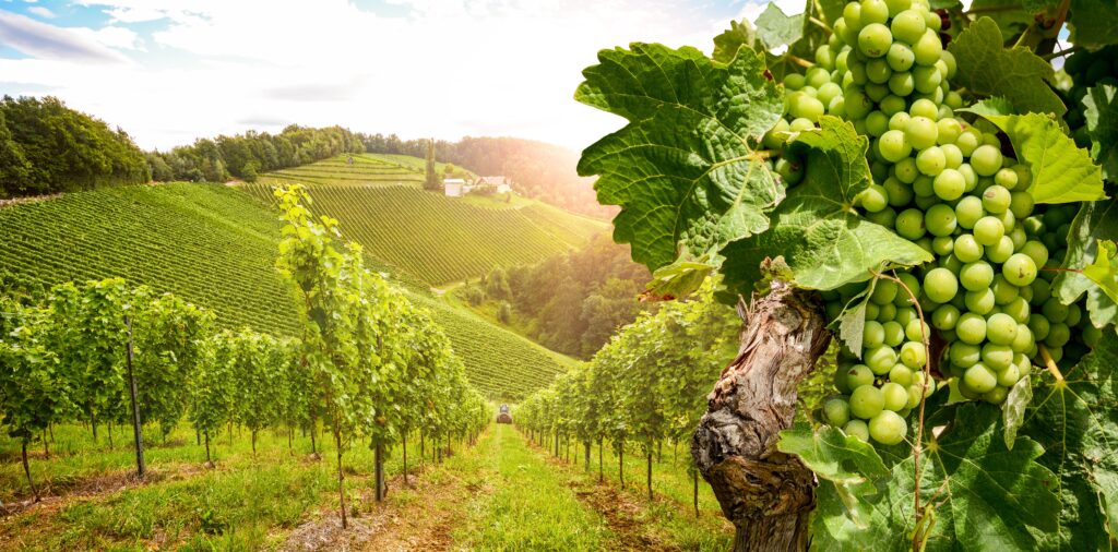 ‘The Kings of Napa’ Premieres on OWN in January